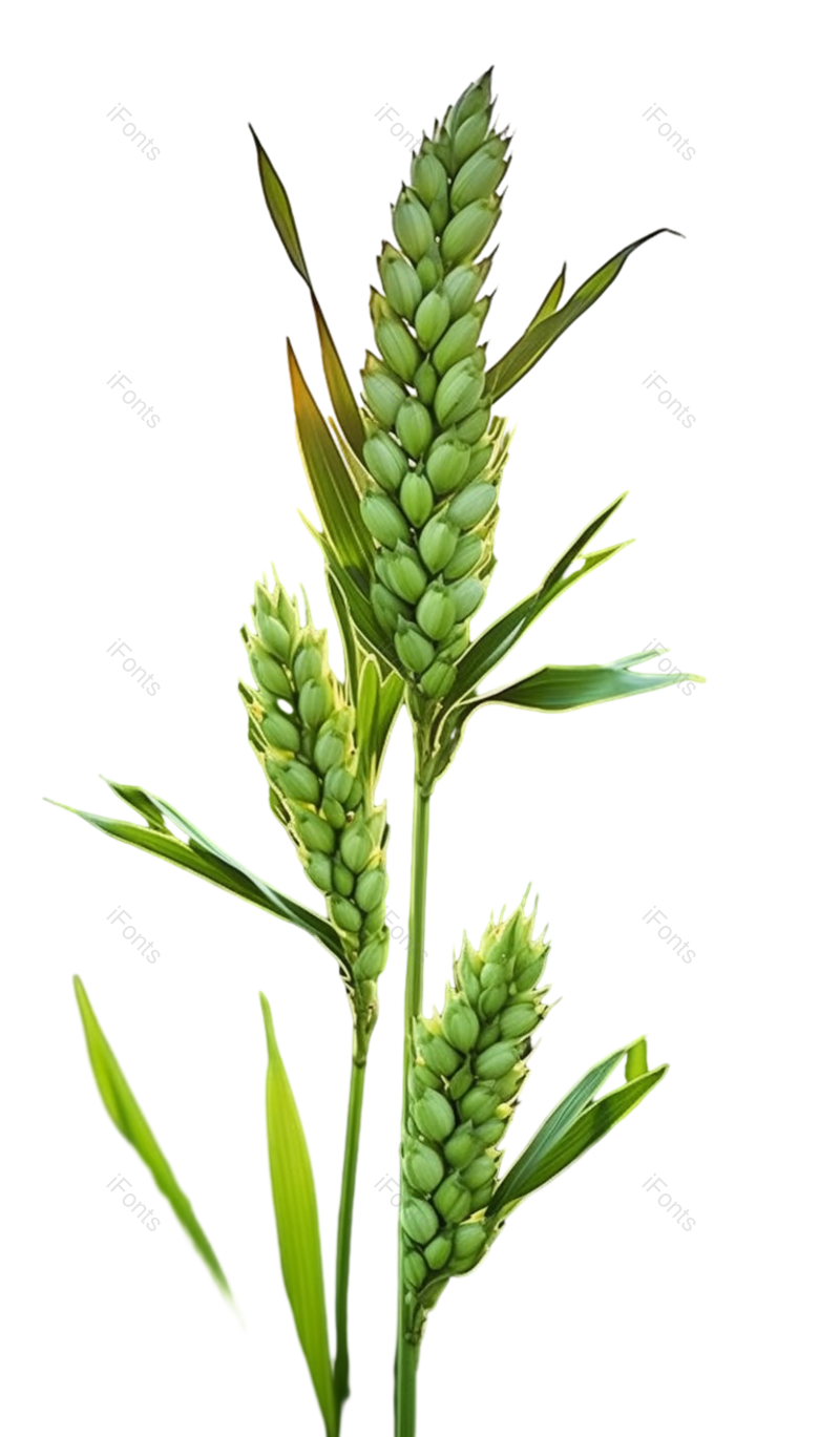 叶子图片,自然元素,环境PNG,谷物免抠素材